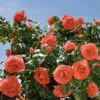 MARMALADE SKIES™ FLORIBUNDA ROSE