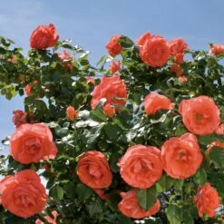 MARMALADE SKIES™ FLORIBUNDA ROSE