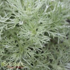 SILVER MOUND WORMWOOD -Deals Tend Twig Store DETA2 587