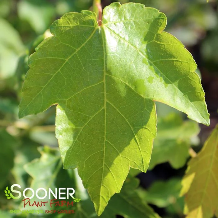 AUTUMN FLAME MAPLE 2 AUTUMN FLAME MAPLE - Image 2