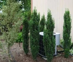 SKY PENCIL HOLLY -Deals Tend Twig Store DETA2 637