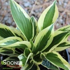 PATRIOT HOSTA 6 PATRIOT HOSTA -Deals Tend Twig Store DETA2 676