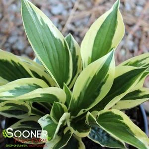 PATRIOT HOSTA 3 PATRIOT HOSTA - Image 3