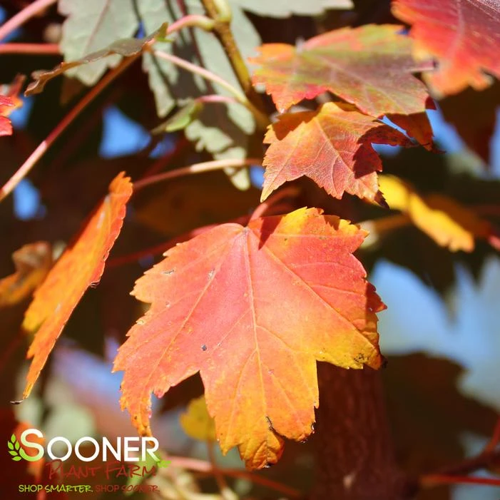 SUN VALLEY MAPLE 1 SUN VALLEY MAPLE