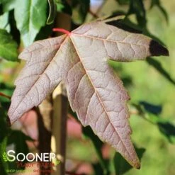 TRIDENT MAPLE -Deals Tend Twig Store DETA2 74