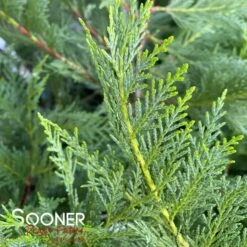 LEYLAND CYPRESS -Deals Tend Twig Store DETA2 803