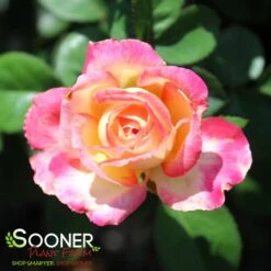 LOVE & PEACE® ROSE 10 LOVE & PEACE® ROSE -Deals Tend Twig Store DETA2 985