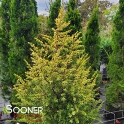 GOLD CONE JUNIPER -Deals Tend Twig Store DETA3 1095