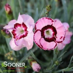 RASPBERRY SWIRL DIANTHUS -Deals Tend Twig Store DETA3 1178