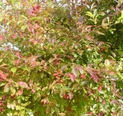 BLACKGUM -Deals Tend Twig Store DETA3 12