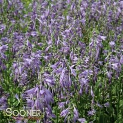 GOLDEN TIARA HOSTA 7 GOLDEN TIARA HOSTA -Deals Tend Twig Store DETA3 1201