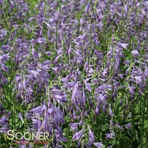 GOLDEN TIARA HOSTA 4 GOLDEN TIARA HOSTA - Image 4