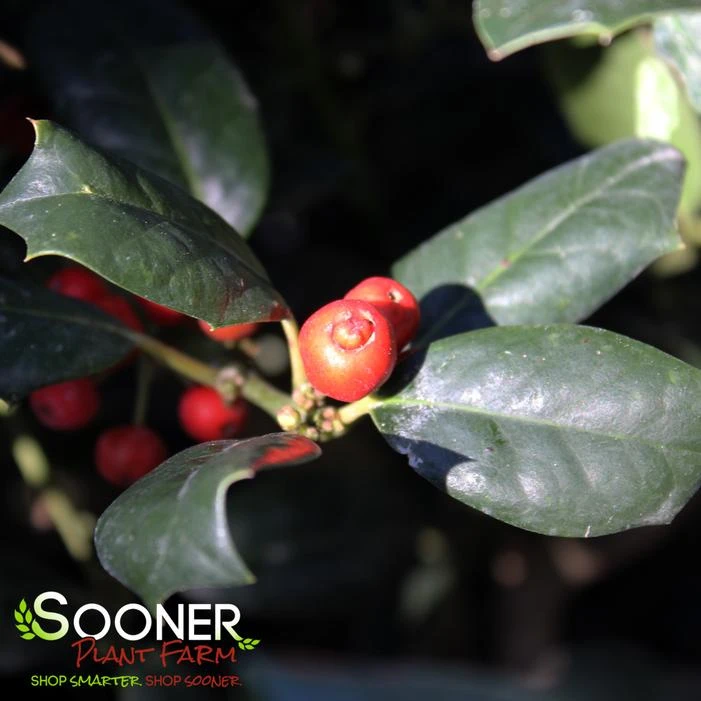 NELLIE R. STEVENS HOLLY 3 NELLIE R. STEVENS HOLLY - Image 3