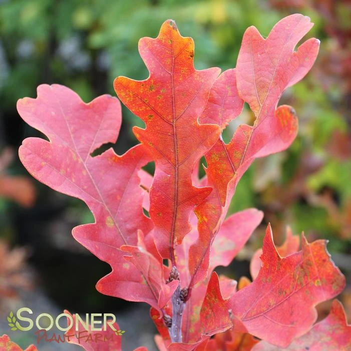 CRIMSON SPIRE™ OAK 1 CRIMSON SPIRE™ OAK