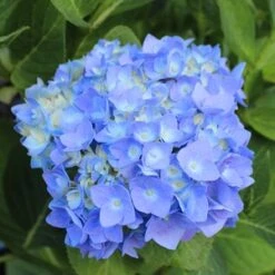 NANTUCKET BLUE™ HYDRANGEA -Deals Tend Twig Store DETA3 1510