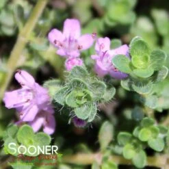 PINK CHINTZ CREEPING THYME 5 PINK CHINTZ CREEPING THYME -Deals Tend Twig Store DETA3 1937