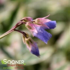 TOUCH OF CLASS JACOB'S LADDER -Deals Tend Twig Store DETA3 2050