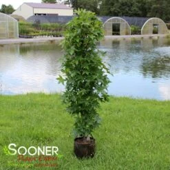 SLENDER SILHOUETTE SWEETGUM -Deals Tend Twig Store DETA3 2064