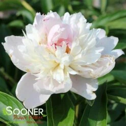 SORBET GARDEN PEONY 7 SORBET GARDEN PEONY -Deals Tend Twig Store DETA3 2172