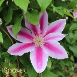DR. RUPPEL CLEMATIS -Deals Tend Twig Store DETA3 2184