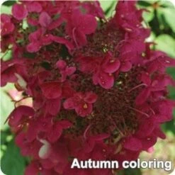 FIRE AND ICE HYDRANGEA 7 FIRE AND ICE HYDRANGEA -Deals Tend Twig Store DETA3 2270