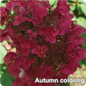 FIRE AND ICE HYDRANGEA 4 FIRE AND ICE HYDRANGEA - Image 4