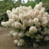 BOBO® HYDRANGEA
