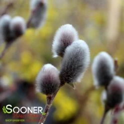 GIANT PUSSY WILLOW 5 GIANT PUSSY WILLOW -Deals Tend Twig Store DETA3 2380