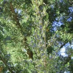 HETZI COLUMN JUNIPER -Deals Tend Twig Store DETA3 2415