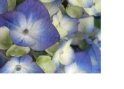 ENDLESS SUMMER® BLOOMSTRUCK® HYDRANGEA -Deals Tend Twig Store DETA3 2693