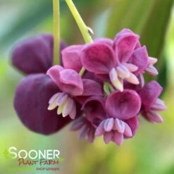 CHOCOLATE VINE -Deals Tend Twig Store DETA3 2715