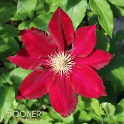 REBECCA™ CLEMATIS -Deals Tend Twig Store DETA3 2854