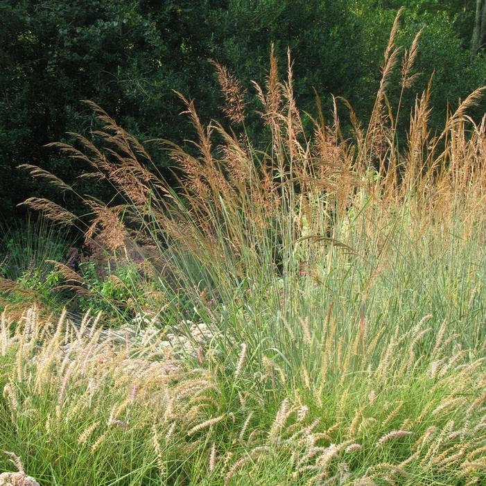 INDIAN STEEL INDIAN GRASS 2 INDIAN STEEL INDIAN GRASS - Image 2