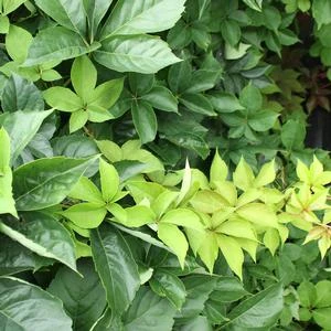 YELLOW WALL® VIRGINIA CREEPER 4 YELLOW WALL® VIRGINIA CREEPER - Image 4