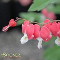 VALENTINE BLEEDING HEART -Deals Tend Twig Store DETA3 3126