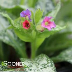 SILVER BOUQUET LUNGWORT -Deals Tend Twig Store DETA3 3138