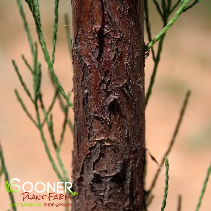 DEBONAIR™ POND CYPRESS 1 DEBONAIR™ POND CYPRESS