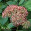 INVINCIBELLE® SPIRIT II HYDRANGEA