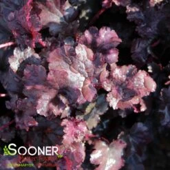 PLUM PUDDING CORAL BELLS -Deals Tend Twig Store DETA3 330