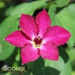 VIVA POLONIA CLEMATIS -Deals Tend Twig Store DETA3 3350