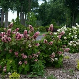 GATSBY PINK® OAKLEAF HYDRANGEA 2 GATSBY PINK® OAKLEAF HYDRANGEA - Image 2