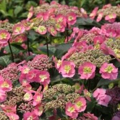 TUFF STUFF™ RED HYDRANGEA -Deals Tend Twig Store DETA3 3436
