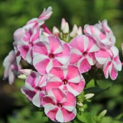 BAMBINI™ CANDY CRUSH GARDEN PHLOX -Deals Tend Twig Store DETA3 3589