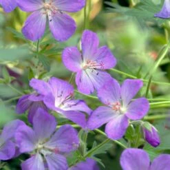 JOHNSON'S BLUE GERANIUM -Deals Tend Twig Store DETA3 3593
