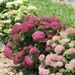 INVINCIBELLE® MINI MAUVETTE HYDRANGEA -Deals Tend Twig Store DETA3 3610