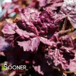 PRIMO® WILD ROSE CORAL BELLS -Deals Tend Twig Store DETA3 3638