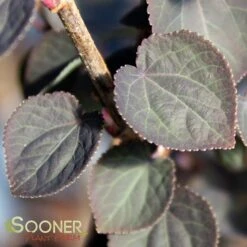 RED FOX KATSURA TREE -Deals Tend Twig Store DETA3 3756