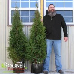 FULL SPEED A HEDGE® ARBORVITAE -Deals Tend Twig Store DETA3 3796