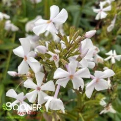 FASHIONABLY EARLY CRYSTAL GARDEN PHLOX -Deals Tend Twig Store DETA3 3879