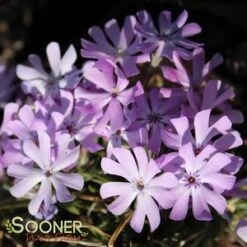BEDAZZLED LAVENDER PHLOX -Deals Tend Twig Store DETA3 3969